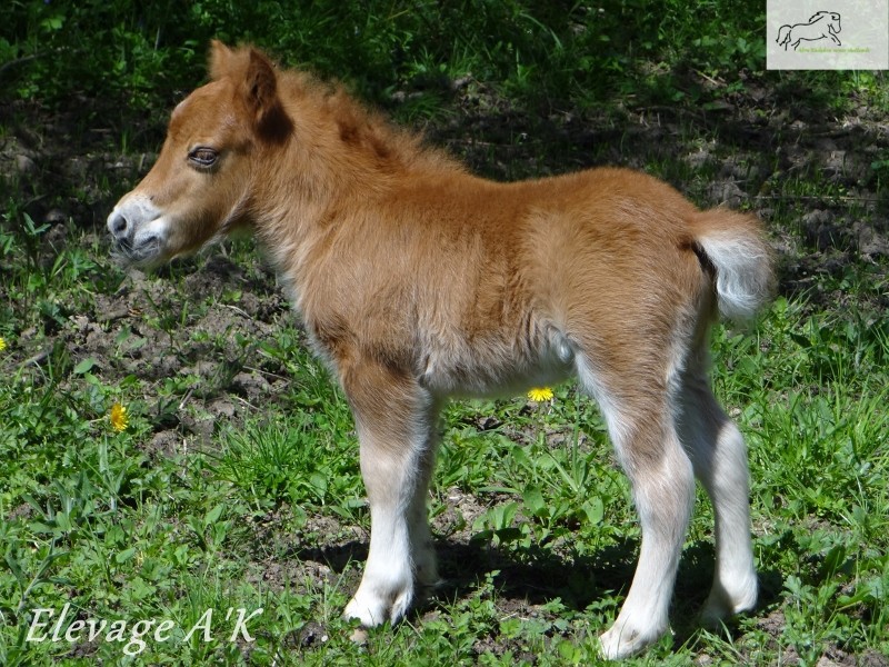 Shetland Miniature Donkey Section A 100g Combo Turnout Rug   Shetland